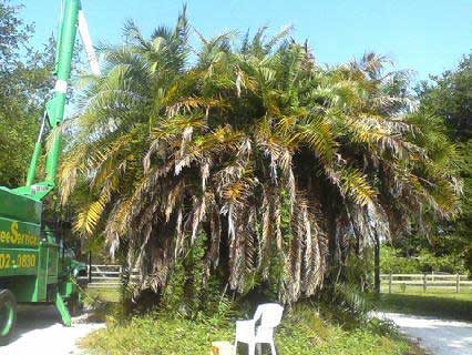 Palm Trees Before